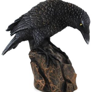 Downward Looking Raven