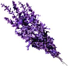 Angel’s Mist Lavender Essential Oil 2 Angel’s Mist Lavender Essential Oil