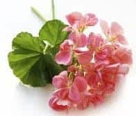 Angel’s Mist Geranium Essential Oil, freshly picked pink geranium flowers with green leaves.