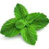 Angel’s Mist Peppermint Essential Oil