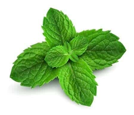 Angel’s Mist Peppermint Essential Oil 1 Angel’s Mist Peppermint Essential Oil, fresh green peppermint leaves.